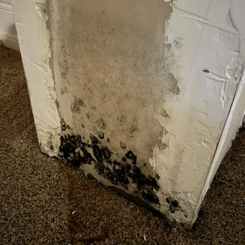 Professional Mold Removal in Casa Grande, AZ